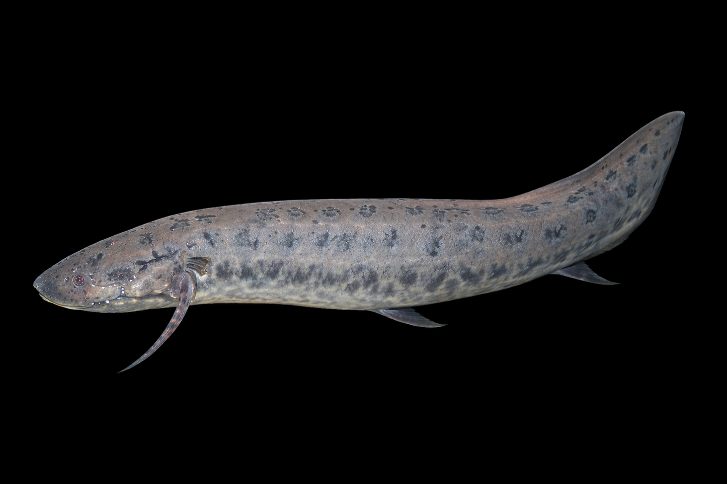 Afrikanischer Lungenfisch 12-15 cm