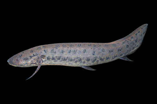 Afrikanischer Lungenfisch 12-15 cm