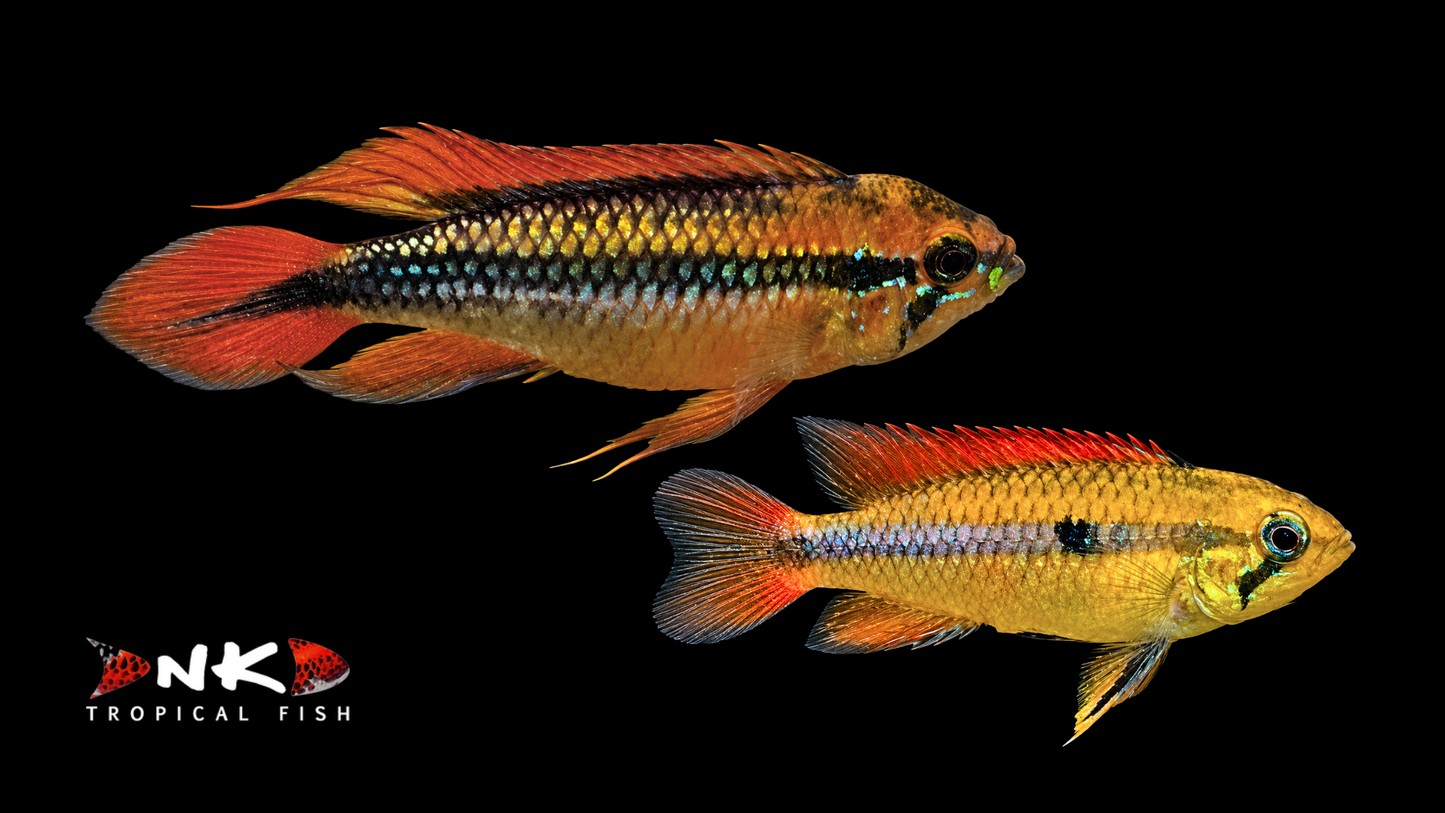 Agassizizwergbuntbarsch "fire red" ENZ med