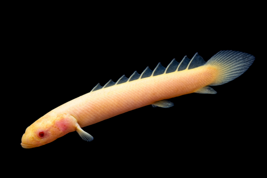 Senegal Flösselhecht albino 7-8 cm