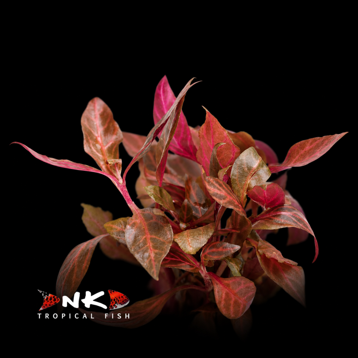 Alternanthera reineckii (Cardinalis) (Topf)