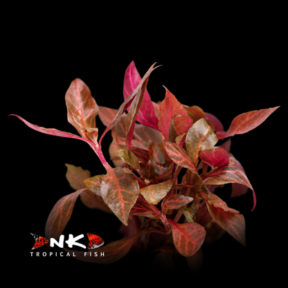 Alternanthera reineckii (Cardinalis) (Topf)