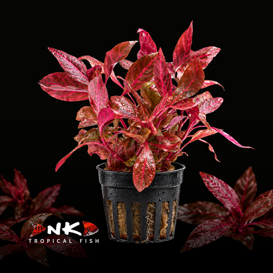 Alternanthera reineckii (Cardinalis) (Topf)