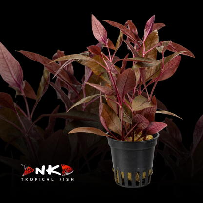 Alternanthera reineckii 'Lila' (Topf)