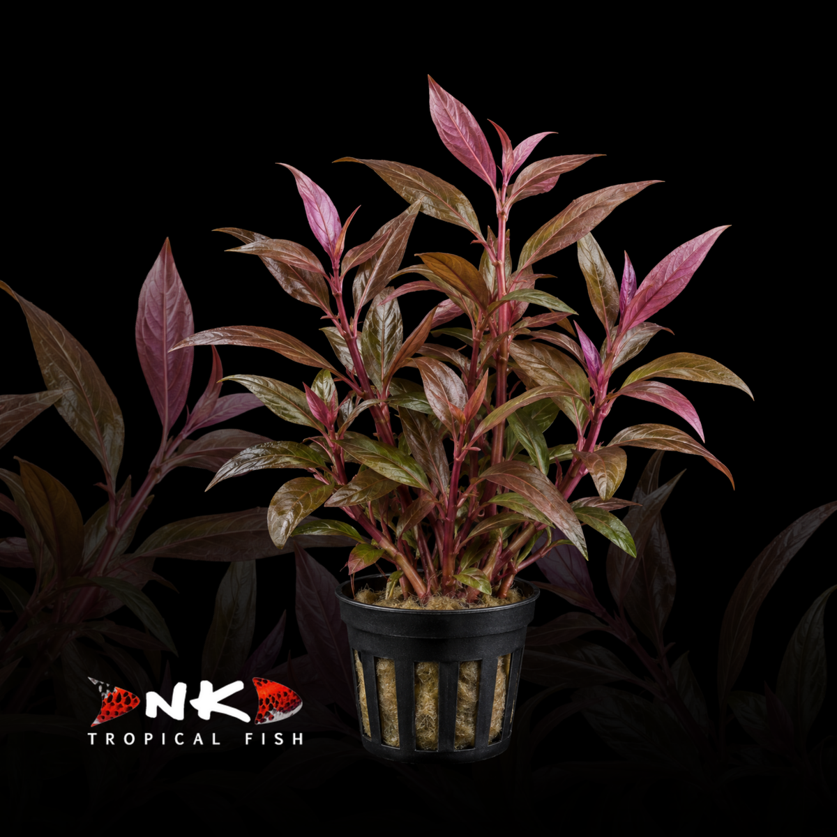 Alternanthera reineckii 'Lila' (Topf)