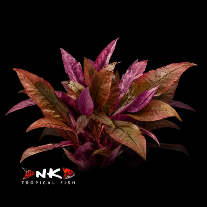 Alternanthera reineckii 'Lila' (Topf)