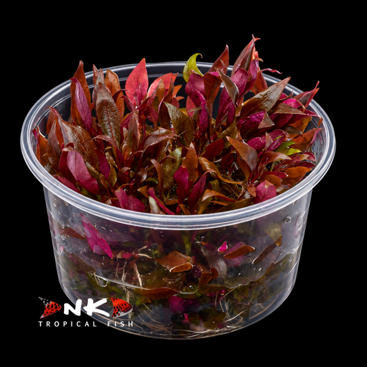 Alternanthera reineckii 'Mini' in-vitro