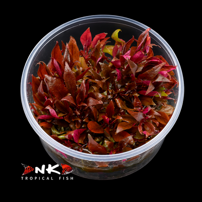Alternanthera reineckii 'Mini' in-vitro