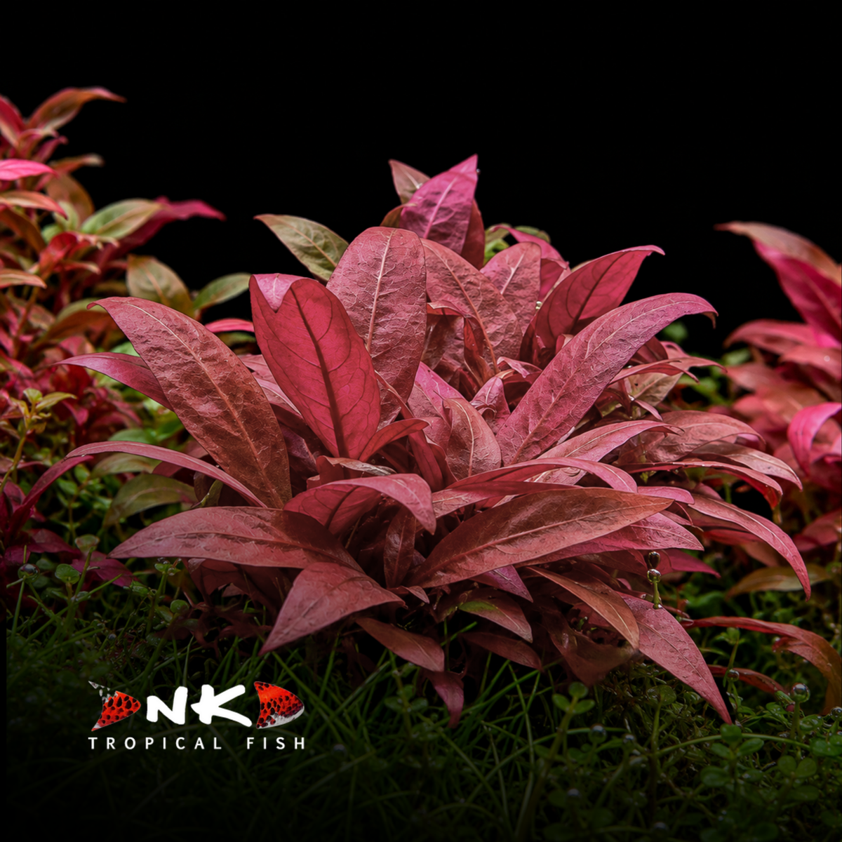 Alternanthera reineckii 'Mini' in-vitro