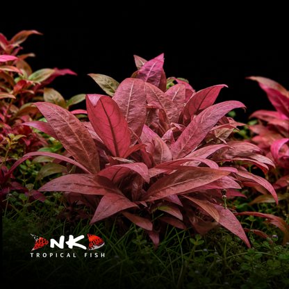Alternanthera reineckii 'Mini' in-vitro