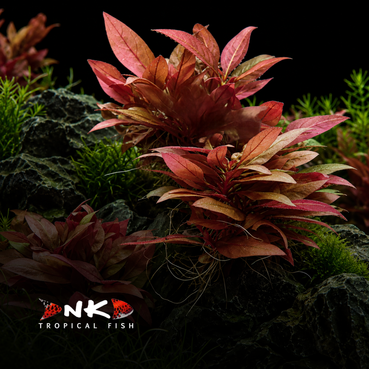 Alternanthera reineckii 'Mini' in-vitro