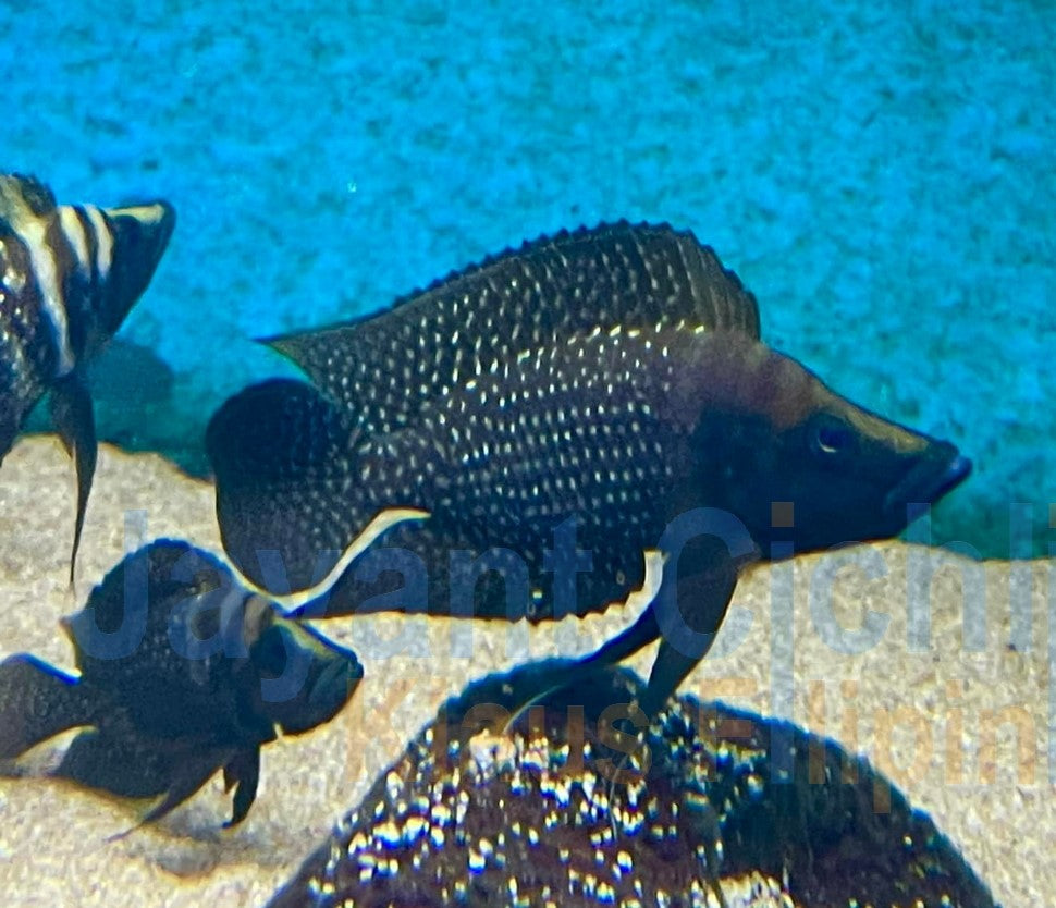 Perlhuhn Tanganjika Buntbarsch DNZ 4-5 cm