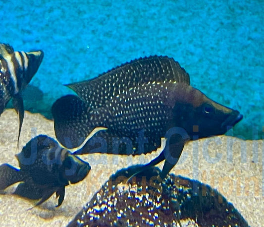 Perlhuhn Tanganjika Buntbarsch DNZ 4-5 cm