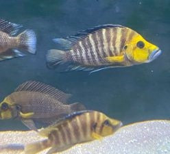 Kantalama Compressiceps WF-F1 4-5 cm