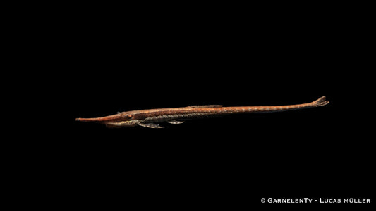 Amazonasschnabelwels WF 8 cm