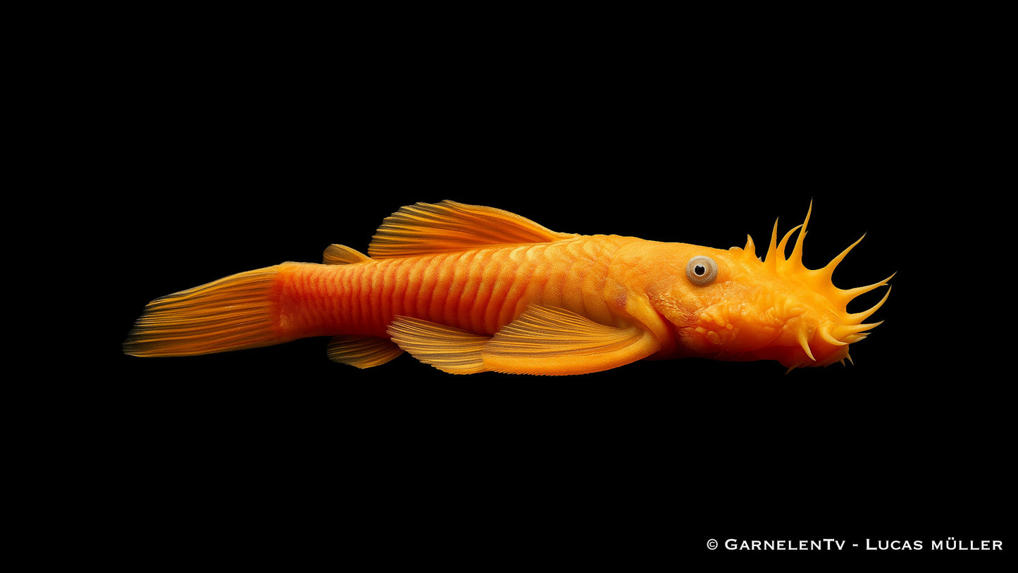 Antennenwels albino schleier DNZ 10 cm