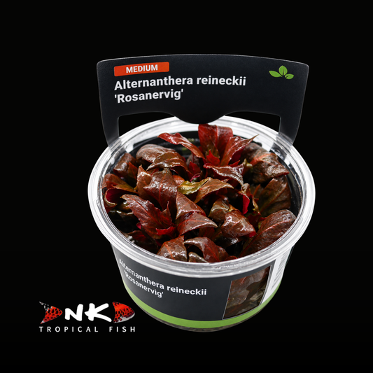 Alternanthera reineckii 'Rosanervig' in-vitro