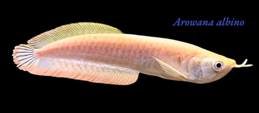 Goldener Arowana 12-15 cm