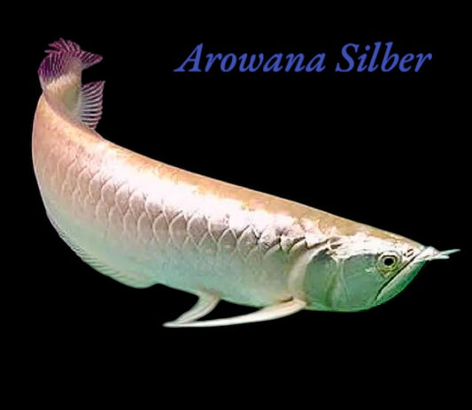 Silber Arowana 12-15 cm