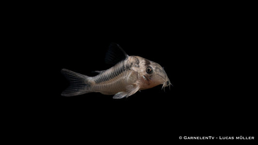 Axelrods Panzerwels CW 169 WF lg-xl