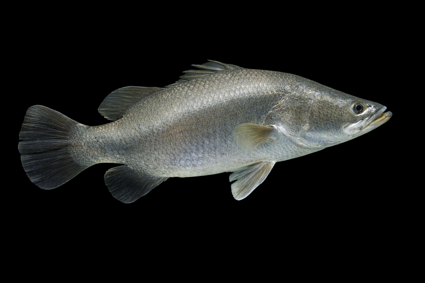 Baramundi NZ 4-6 cm