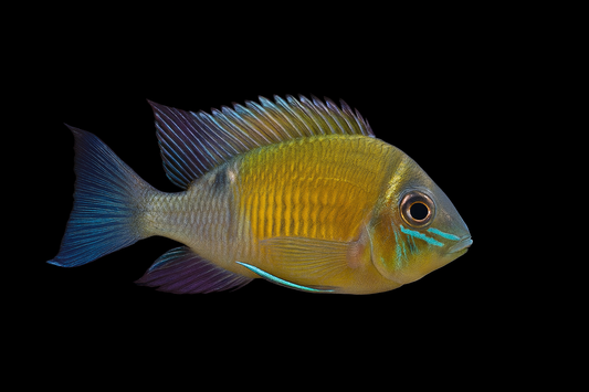 Schwanzstreifenbuntbarsch DNZ 5-6 cm