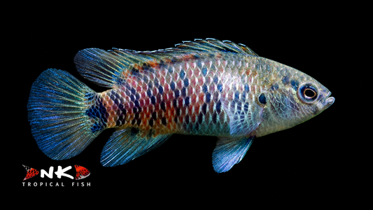 Blaubarsch WF 2-3 cm