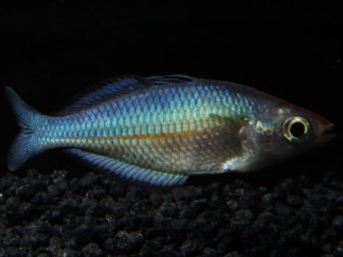 Blauer Regenbogenfisch DNZ 4-5 cm