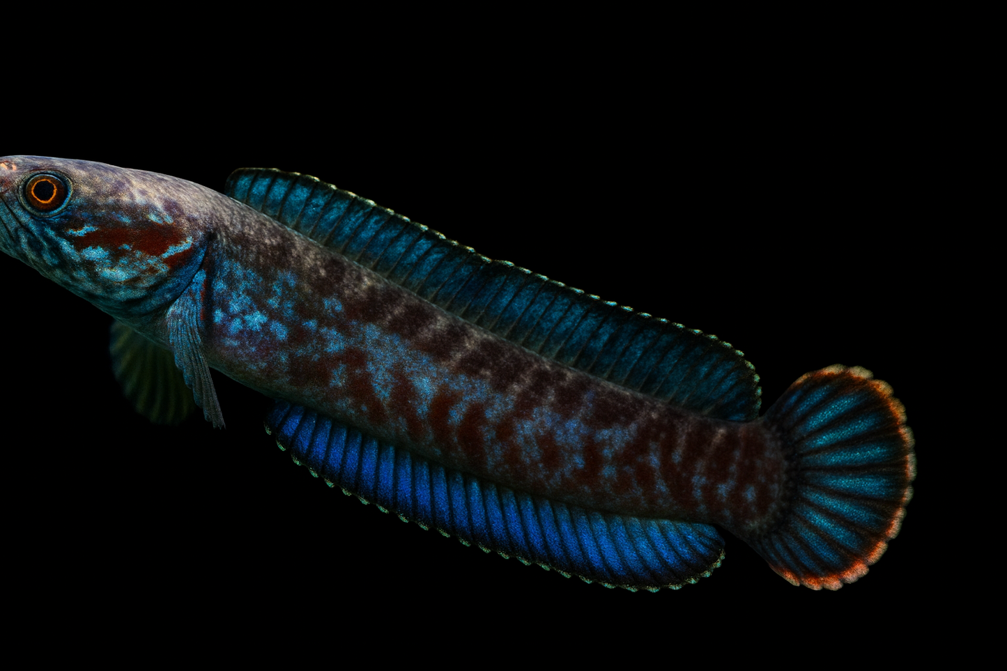 Blauer Schlangenkopffisch 5-6 cm