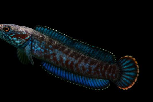 Blauer Schlangenkopffisch 5-6 cm