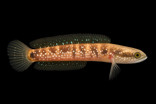 Asiatischer Schlangenkopffisch DNZ 6-7 cm