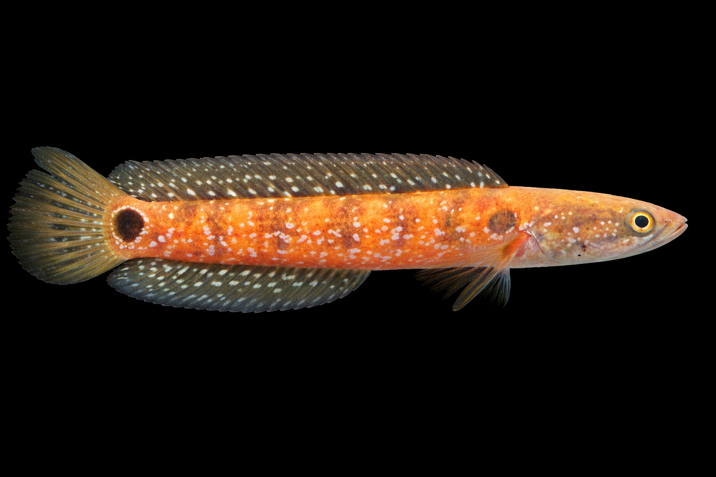 Roter Asiatischer Schlangenkopffisch 6-8 cm