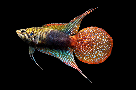 China Makropode 4 -5 cm