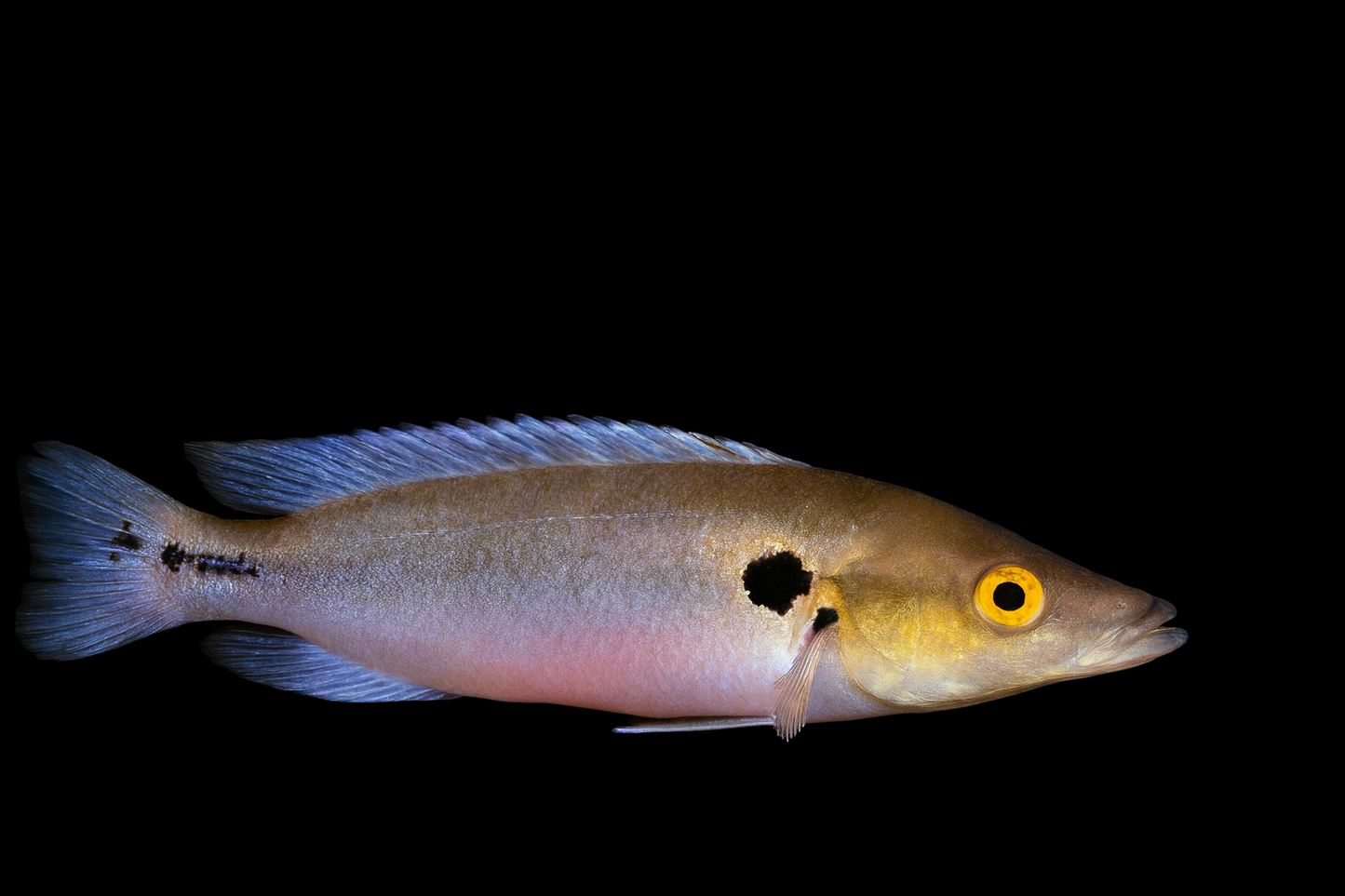 Gestreifter Kammbuntbarsch 7-8 cm