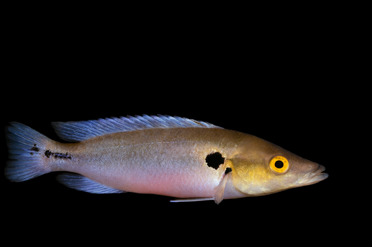 Gestreifter Kammbuntbarsch 7-8 cm