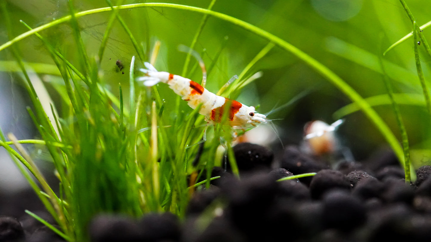 Red Crystal Garnele sm