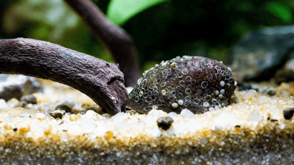 Batman Schnecke