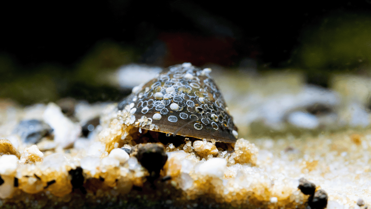 Batman Schnecke