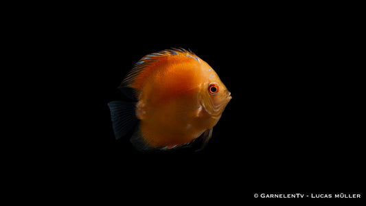 Diskus yellow marlboro 7 cm (Vietnam)