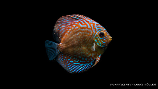 Diskus blue checkerboard 7-8 cm (Vietnam)