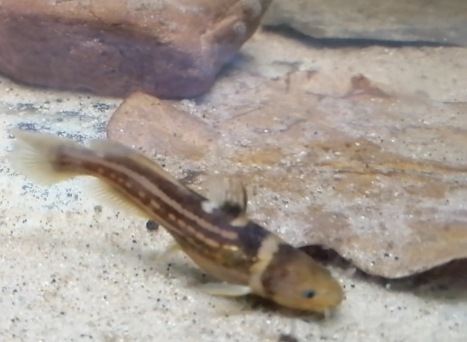 Dreilinienwels WF 6-7 cm