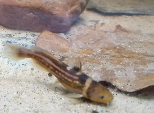 Dreilinienwels WF 6-7 cm