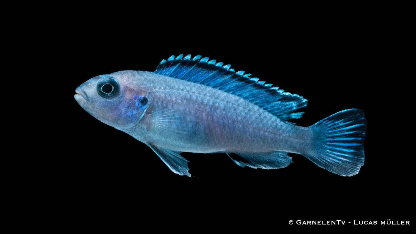 Eisblauer Maulbrüter ENZ 4 cm