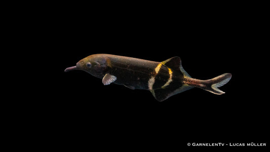 Elefantenfisch WF 7-10 cm
