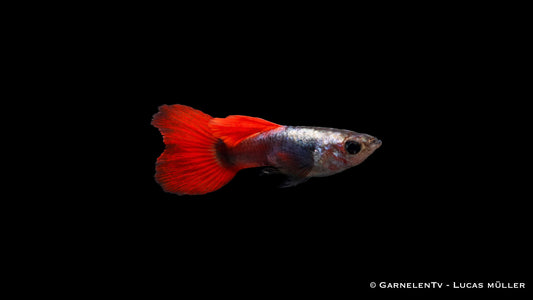 Guppy männlich dumbo ear red platinum ml (Thailand)
