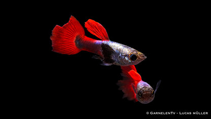Guppy männlich dumbo ear red platinum ml (Thailand)