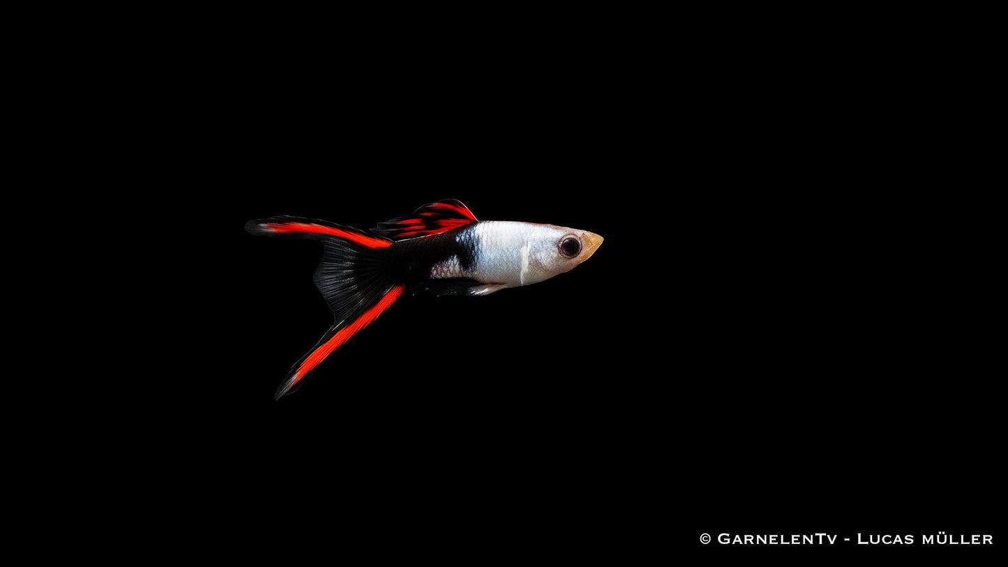 Endlers Guppy männlich silverado black flame ml