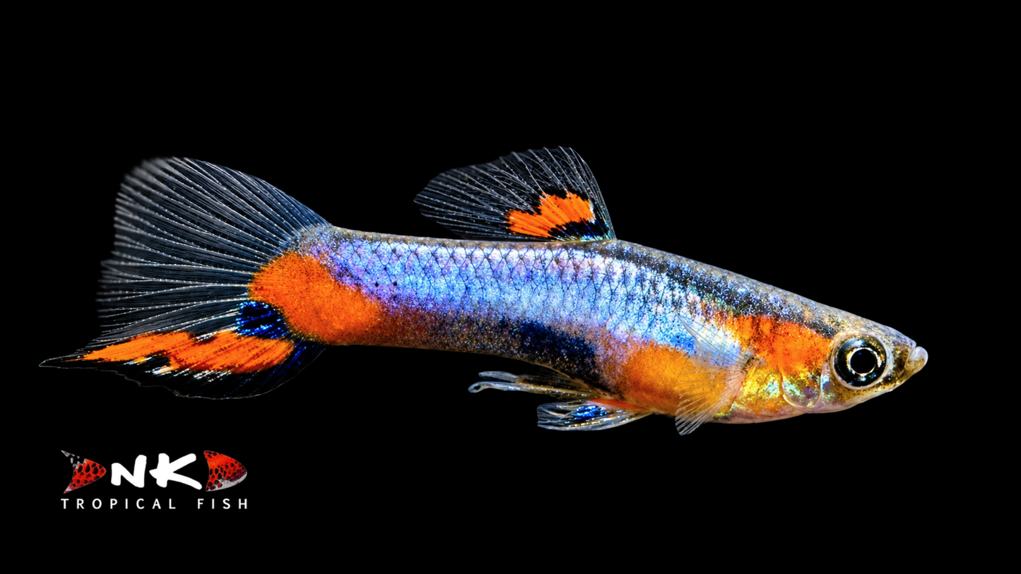 Endlers Guppy männlich blue red star lg