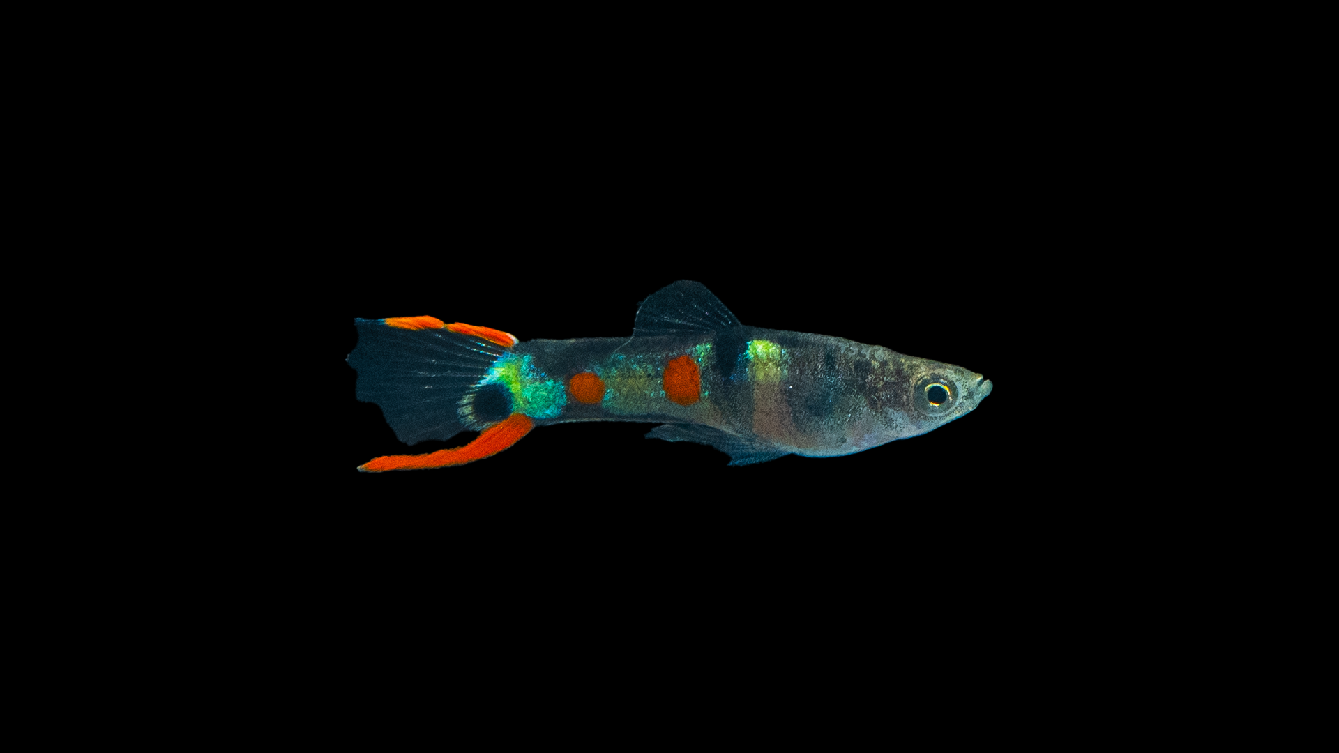 Endlers Guppy männlich el tigre ml – NKTropicalfish.com