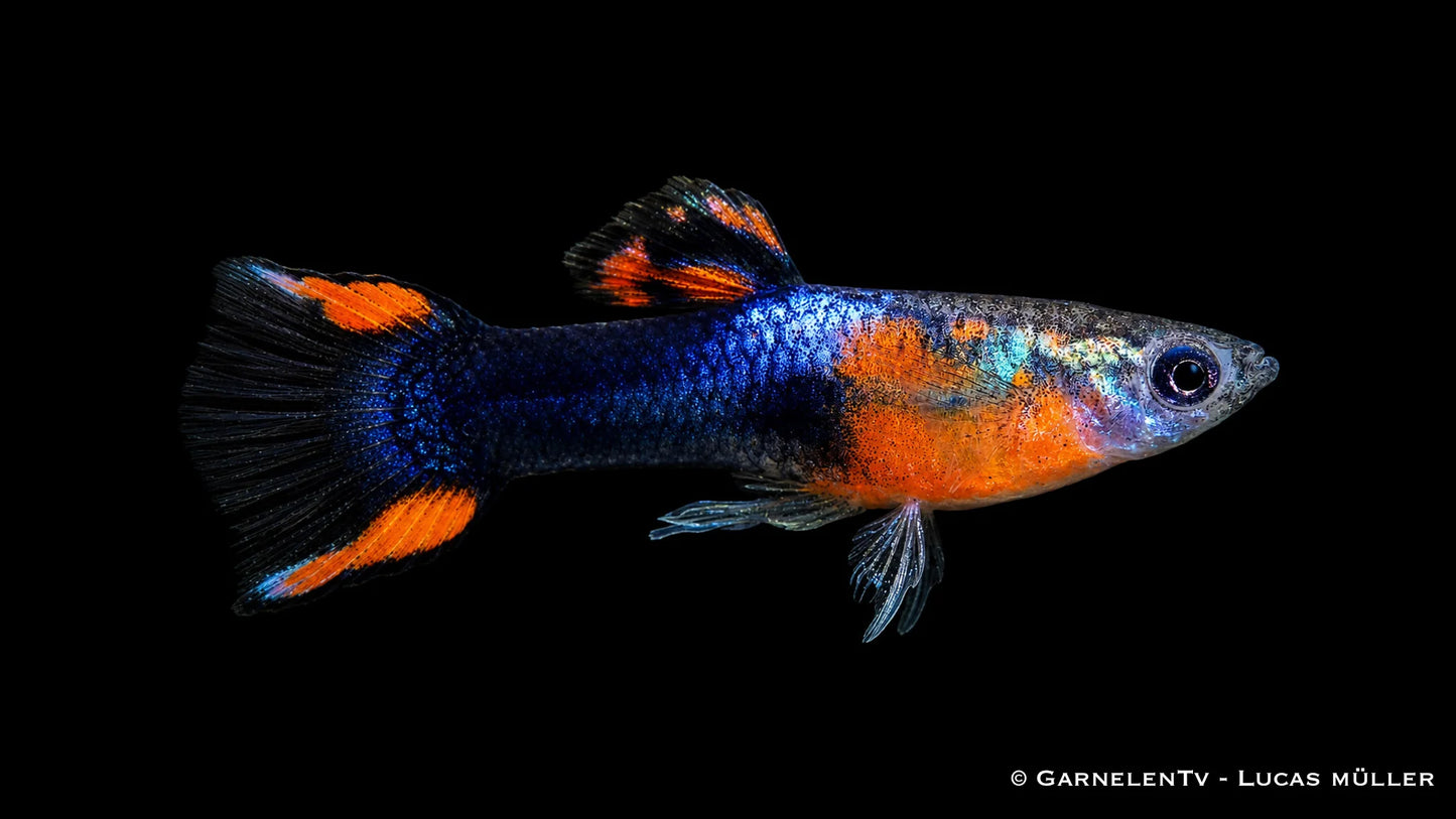 Endlers Guppy männlich red chest black flame lg